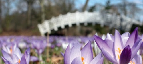 Am 23. und 24. März Frühlingserwachen in Wörlitz